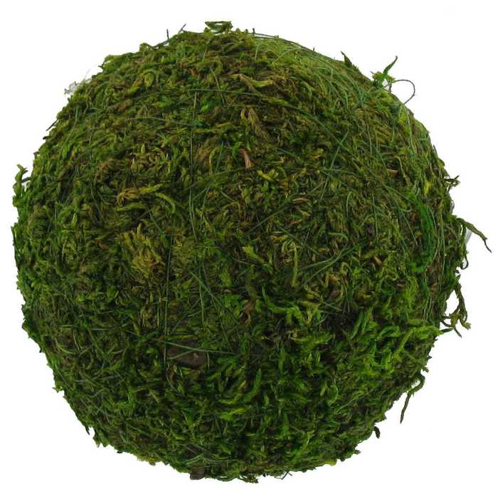 Moss Ball Hobby Lobby